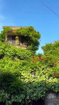 VERTICAL Old rural house facade covered with green plants and flowers