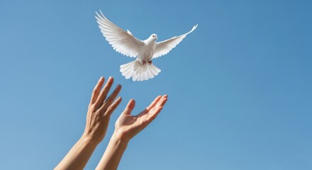 Freedom and peace concept with dove in flight against clear sky