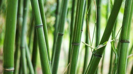 Obraz premium clacking. Bamboo stalks swaying and clacking in forest breeze with filtered daylight and motion blur. gardening catalogs, home-decor guides, designed for home decor and floral branding. 