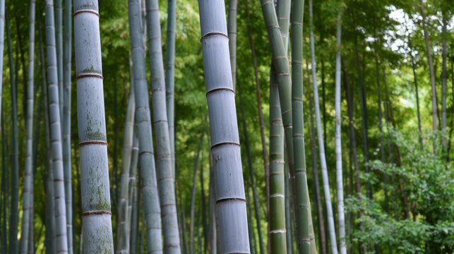 clacking. Bamboo stalks swaying and clacking in forest breeze with filtered daylight and motion blur. gardening catalogs, home-decor guides, designed for home decor and floral branding.
