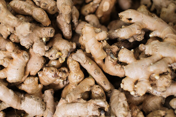 Several yellow turmeric heads, close-up photo
