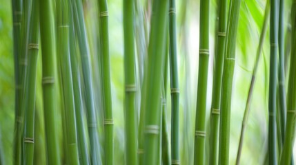 Fototapeta premium clacking. Bamboo stalks swaying and clacking in forest breeze with filtered daylight and motion blur. gardening catalogs, home-decor guides, designed for home decor and floral branding. 