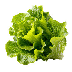Cabbage isolated on transparent background