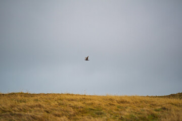 Lone bird flying over golden Icelandic grass under grey sky