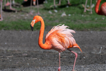A majestic pink Flamingo, in profile