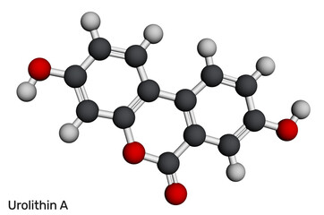 Urolithin A molecule. Nutraceuticals, sports recovery. Molecular model. 3D rendering. Illustration
