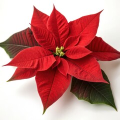 Flowers and Leaves in Christmas New year PNG concept. Bright red poinsettia flower with green leaves, showcasing vibrant petals and intricate textures.