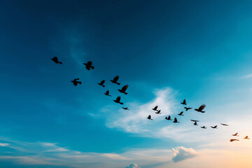 Obraz premium Flock of birds flying in a V formation across a blue sky with soft clouds during sunset or sunrise