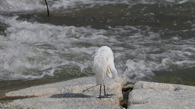 川の堰で毛繕いをするダイサギ