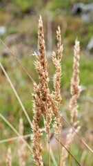 Close-up of dried grass seed heads with fine hairs swaying in soft wind on a summer hillside
