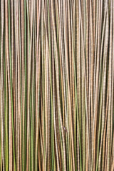 Dry Krajood Tree, ready for weaving
