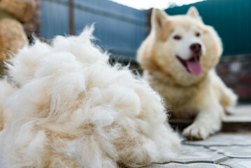 Combing the wool from the Siberian husky with a hairbrush. Concept molting pet. © Natallia