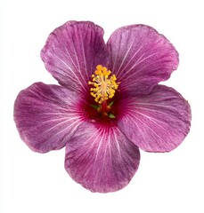 This image features a pink Hibiscus flower head with a transparent background