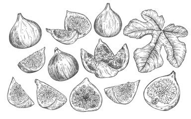 Figs sketch style set. Fruit of fig tree isolated on white background. Vintage black and white hand drawing. Best for the menu and kitchen design.