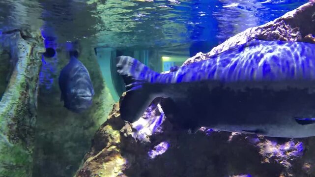 Pesce mostro all'interno di un acquario