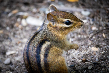 chipmunk in the woods at the local park closeup wildlife portrait