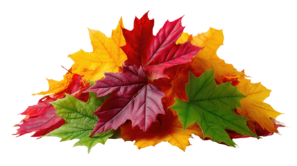 Autumn's Colorful Canopy: A vibrant collection of maple leaves in a spectrum of autumnal hues. The image embodies the season's beauty and the serene atmosphere.