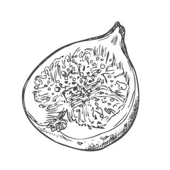 Figs ink sketch. Hand drawn vector illustration isolated on white background. Vintage style stroke drawing.