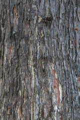 The rough skin of Chamchuri tree