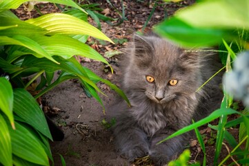 Adorable gray kitten nestled among lush green foliage in a garden setting.