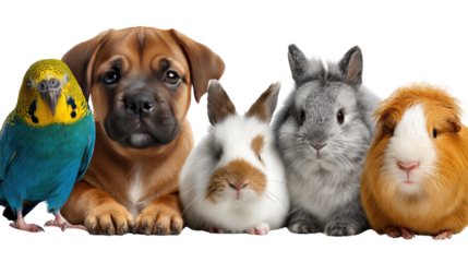 Pet Pals: A charming collection of beloved pet animals, each possessing unique characteristics, gathered together. A heartwarming scene of companionship. 