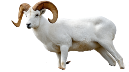 Magnificent Ram in the Wild: A majestic ram, exuding strength and grace, stands proudly. Its impressive, spiraling horns are a testament to its wild nature.