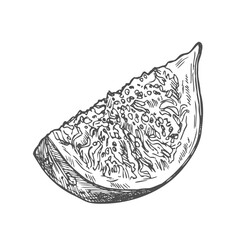 Figs fruit slice hand drawn. Ink sketch. Fruits drawings. Retro style elements.