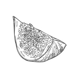 Figs fruit slice hand drawn. Ink sketch. Fruits drawings. Retro style elements.