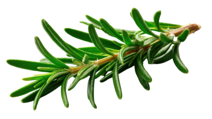 Rosemary Branch: A close-up showcases a sprig of aromatic rosemary, its slender green leaves exuding a fresh, herbal essence, perfect for culinary and medicinal uses.