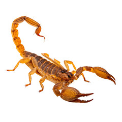 Intriguing scorpion, a powerful symbol of strength and danger, perfect for dramatic designs, edgy themes, or scientific studies of nature's wonders
