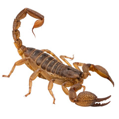 Intriguing scorpion with powerful claws and curved tail, perfect for nature documentaries or educational resources about desert wildlife and survival strategies
