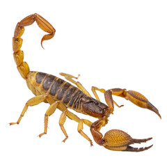 Detailed close-up of a menacing scorpion, showcasing its segmented body, pincers, and stinger, perfect for nature studies or educational materials
