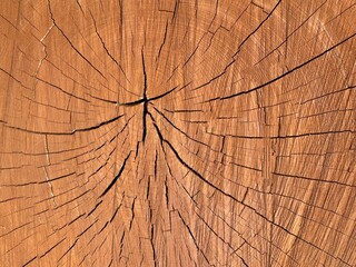 Fototapeta premium Close up view of wooden texture, stump cut