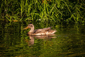 mallard swimming in the river on a sunny day