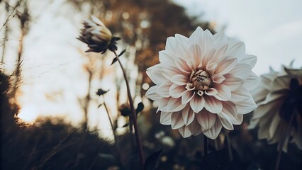 Delicate white and pink dahlia flower close-up soft focus garden bloom beauty