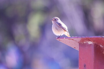 美しい背景と可愛いジョウビタキの雌
