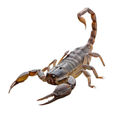 Menacing scorpion with raised stinger, ready to strike, perfect for nature documentaries, horror themes, or educational content on dangerous creatures
