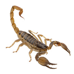Menacing scorpion poised to strike, creating a sense of danger and intrigue, perfect for nature documentaries or horror themed projects. Venomous wildlife.
