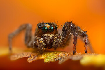 A photo of a spider with amazing color and detail. Natural background. Jumping spider.