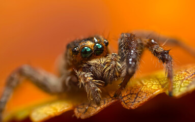 A photo of a spider with amazing color and detail. Natural background. Jumping spider.