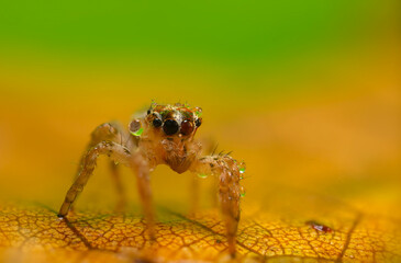 A photo of a spider with amazing color and detail. Natural background. Jumping spider.