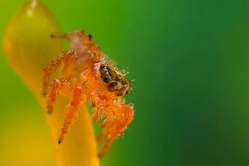 A photo of a spider with amazing color and detail. Natural background. Jumping spider.