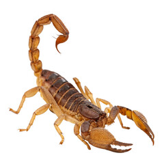 Detailed scorpion close up, a fascinating predator with segmented tail and powerful claws, perfect for nature, science, or educational projects needing impact
