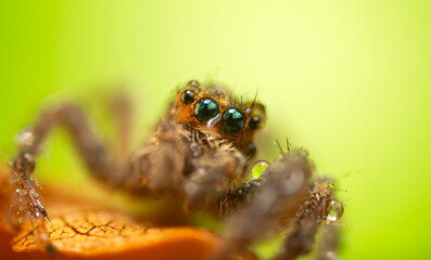 A photo of a spider with amazing color and detail. Natural background. Jumping spider.