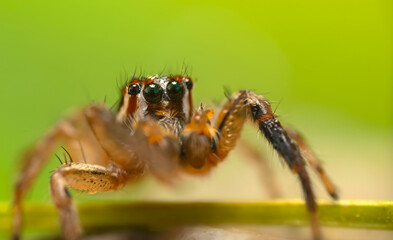 A photo of a spider with amazing color and detail. Natural background. Jumping spider.