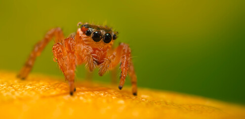 A photo of a spider with amazing color and detail. Natural background. Jumping spider.