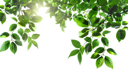green tree branch with sunlight, png transparent background