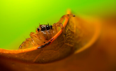 A photo of a spider with amazing color and detail. Natural background. Jumping spider.