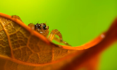 A photo of a spider with amazing color and detail. Natural background. Jumping spider.