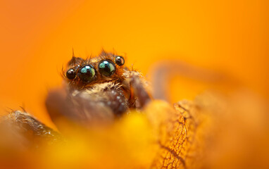 A photo of a spider with amazing color and detail. Natural background. Jumping spider.